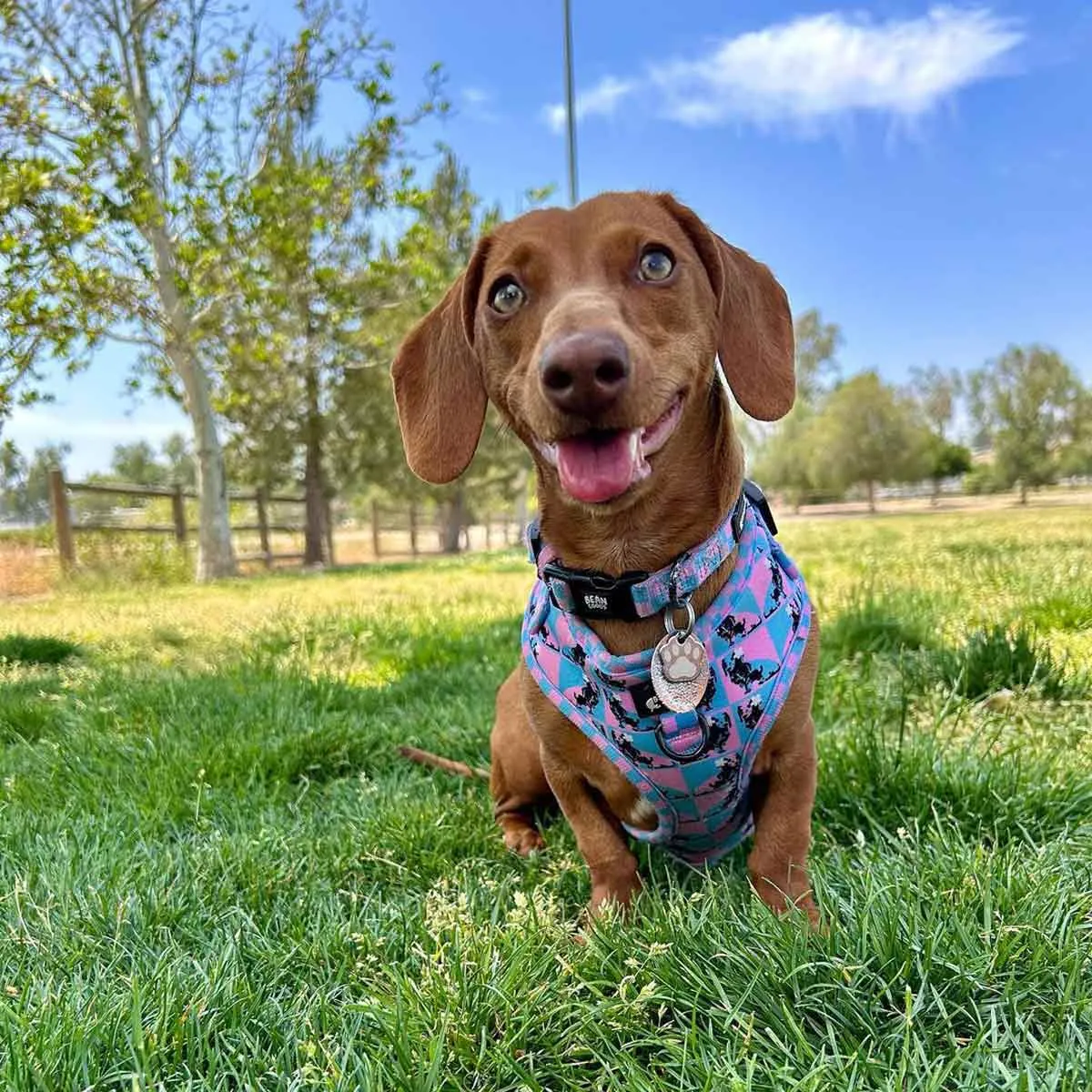 adjustable harness - pop art pups