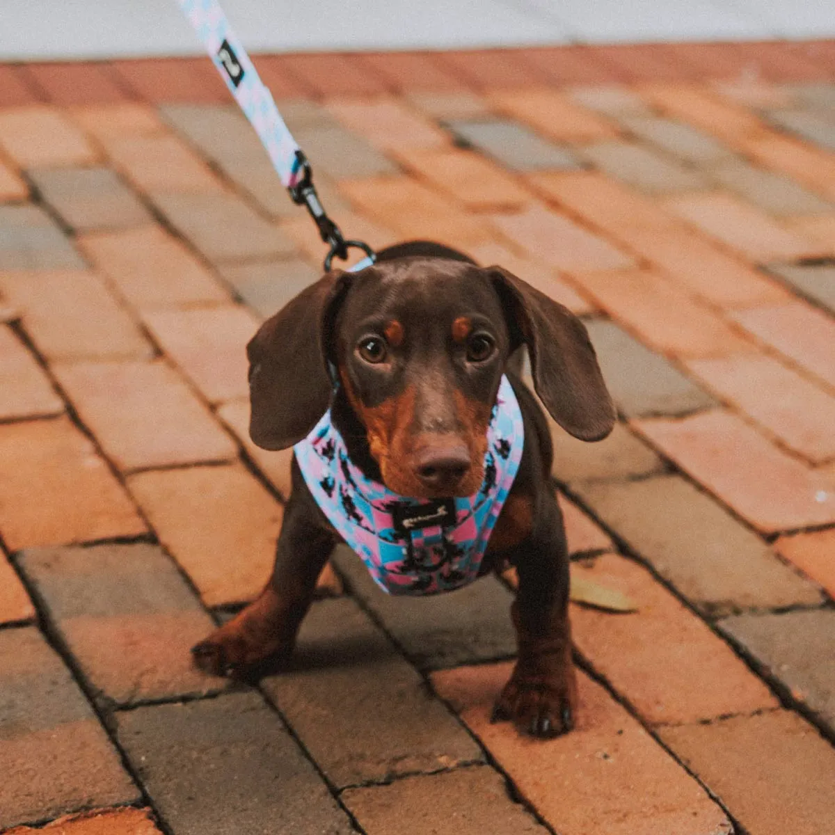 adjustable harness - pop art pups