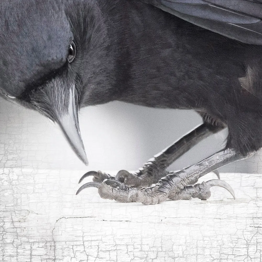 CROW'S FEET - Fine Art Print, Crow Portrait Series