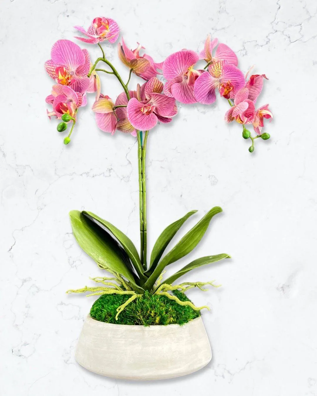 Orchid and Moss Centerpiece in Cement Bowl